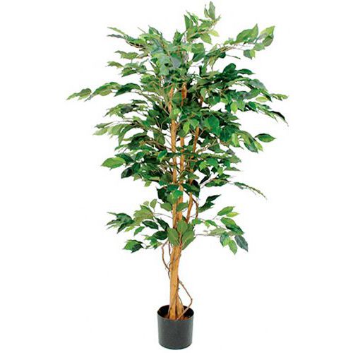 Ficus Benjamina 150 cm - Vepabins
