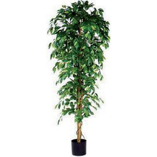Ficus Benjamina 210cm - Vepabins