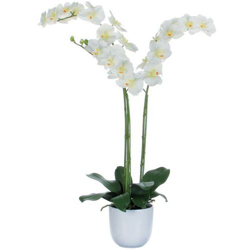Phalaenopsis orchidee 100 cm - Vepabins