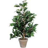 Ficus Exotica 65cm