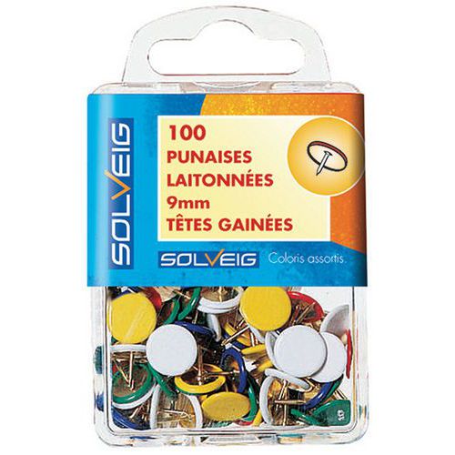 Punaise à tête plate Punaise à tête plate