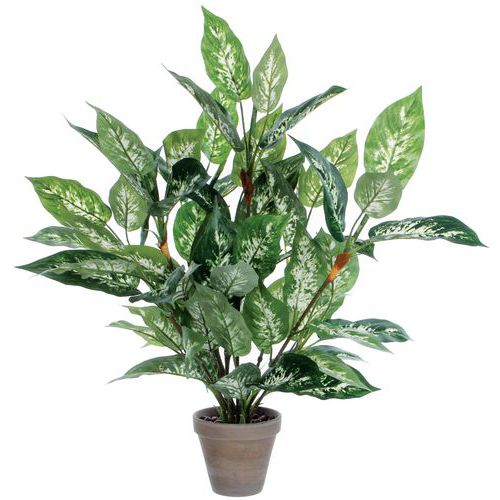Dieffenbachia - Vepabins Dieffenbachia - Vepabins